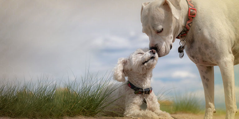 Trazer seu pet para Nova Zelândia